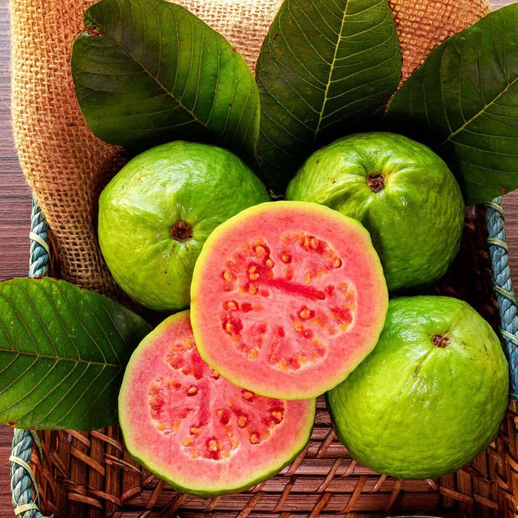 Ruby Supreme Guava Seeds - 50+ Psidium guajava Seeds for Garden Planting - USA Origin