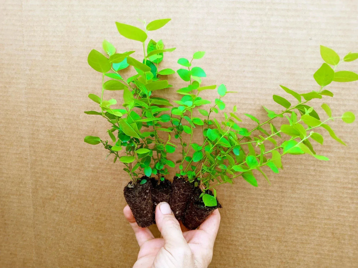 Blueberry Starter Plants Reka Variety - Set of 4 - Early Ripening, Pesticide-Free Vaccinium corymbosum