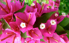 Pink Pixie Bougainvillea Starter Plant | Well Rooted Live Plug | Bougainvillea glabra