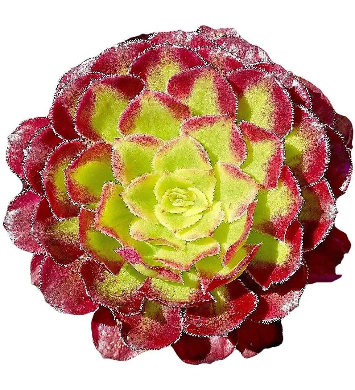 Rare Variegated Aeonium Mardi Gras Succulent Cutting - Live Plant, 3-4 Inches, Indoor & Outdoor Garden, Unique Foliage, Low Maintenance
