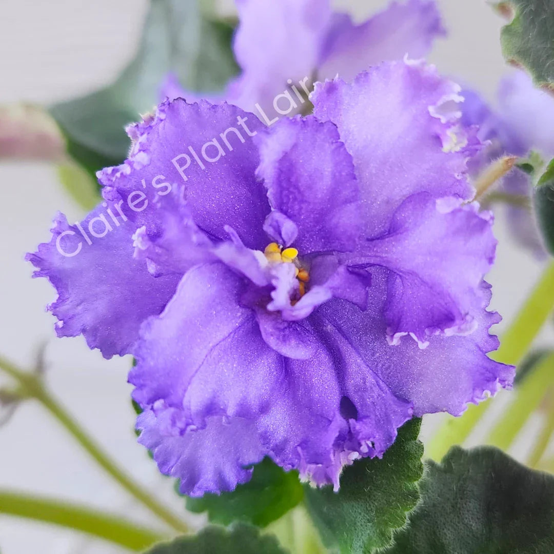 African Violet Leaf Cutting - Variegated Saintpaulia ionantha for Propagation and Indoor Gardening
