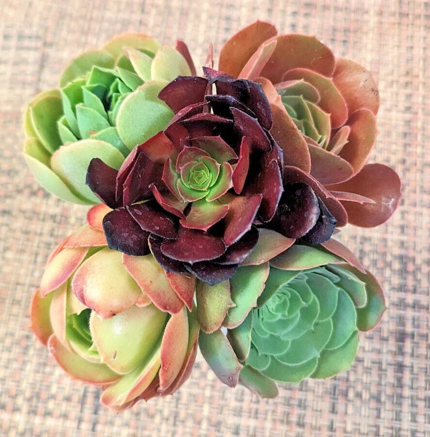 Aeonium Cuttings Set of 5 - 4" Succulent Variety - Aeonium spp. - Indoor & Outdoor Plant Propagation
