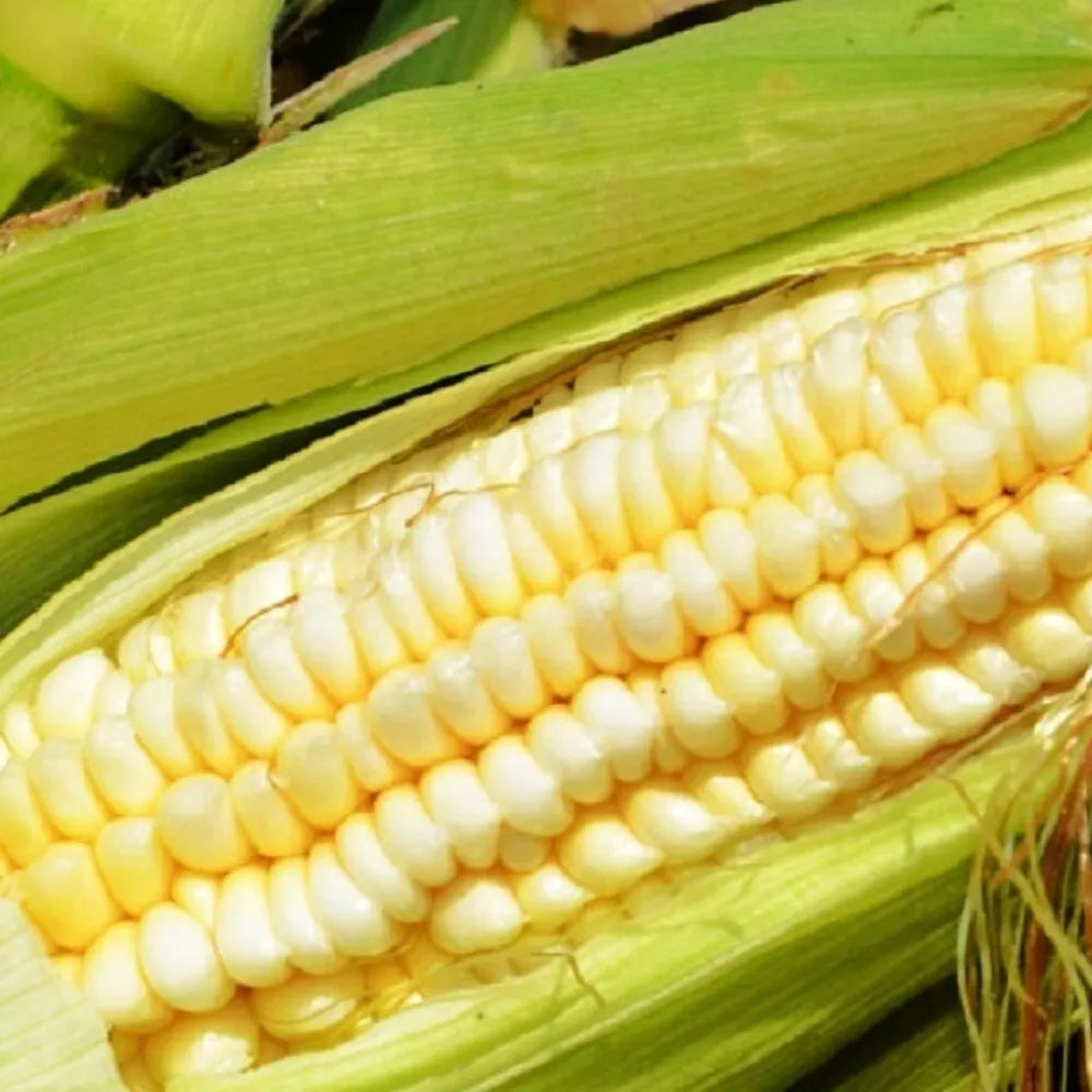 Pencil Cob Corn Seeds Heirloom Zea mays Fresh Garden Seeds for Home Gardening