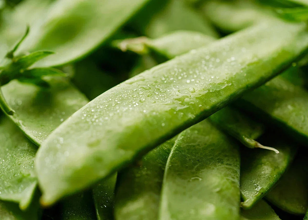 Mammoth Melting Sugar Snow Pea Seeds - Heirloom, Non-GMO, Climbing Garden Seeds, Pisum sativum