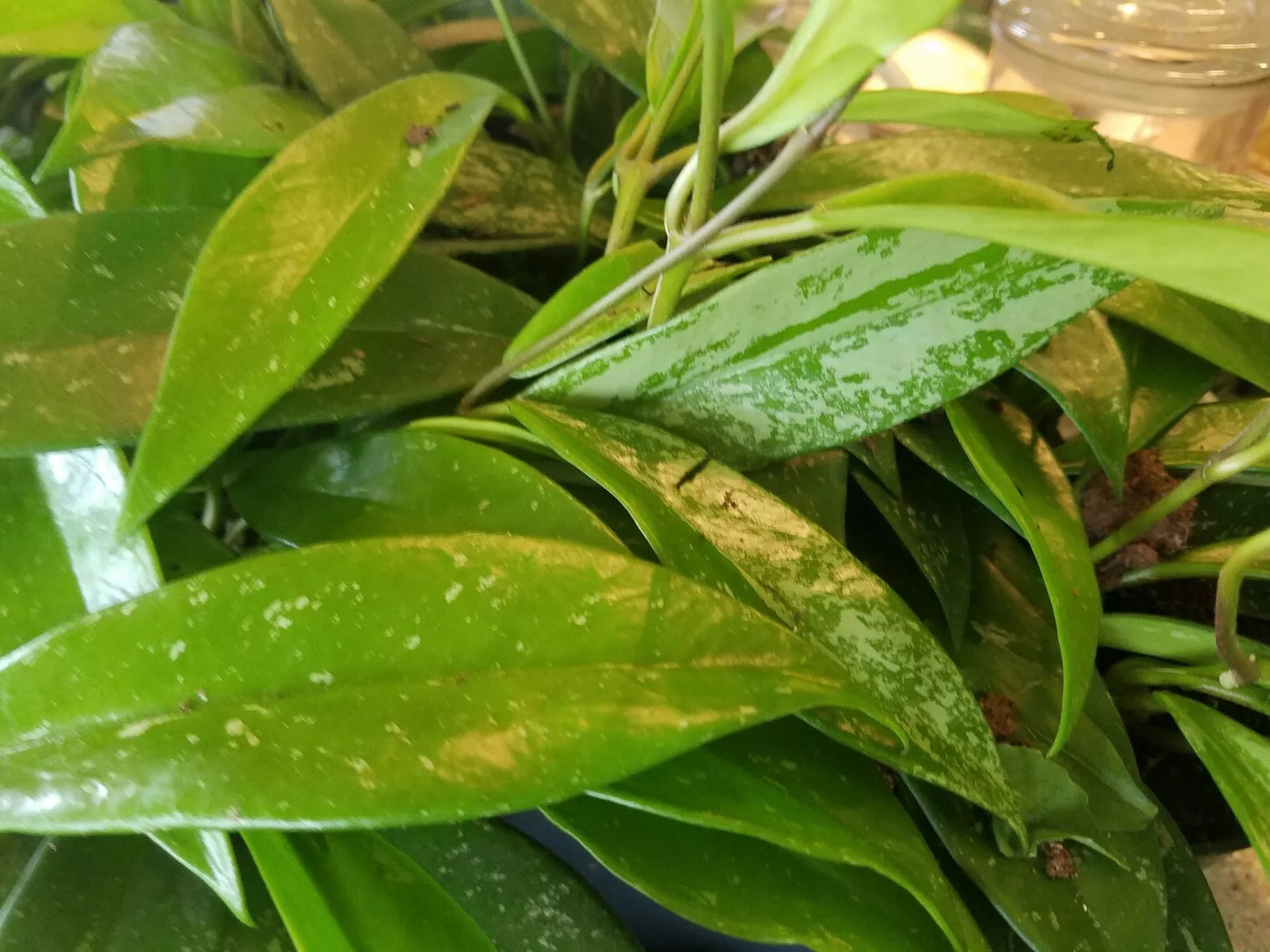 Hoya Pubicalyx Silver Splash Cutting - Tropical Exotic Wax Vine Indoor Plant, Air Purifier, Trailing House Plant