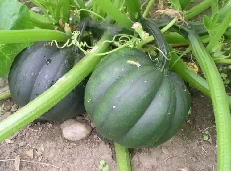Table Queen Acorn Winter Squash Seeds - Organic Non-GMO Heirloom Cucurbita pepo, 50+ Seeds for Home Gardening