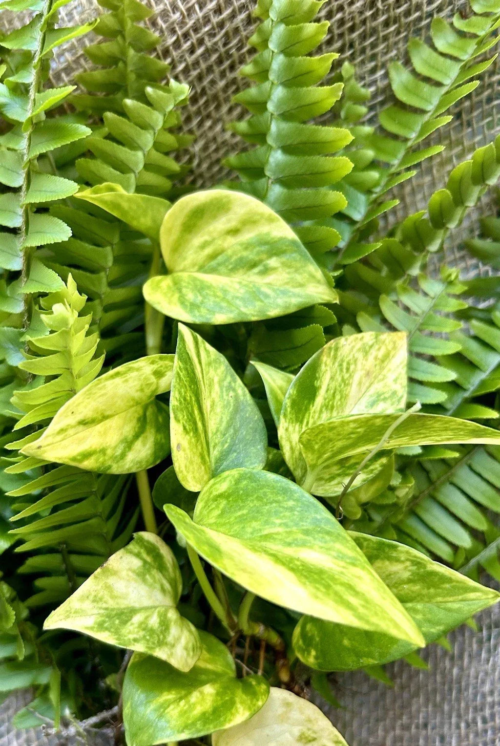 20 Rooted Indoor Plant Cuttings - Pothos & Ferns - Easy Care Houseplants - Epipremnum aureum & Fern Species