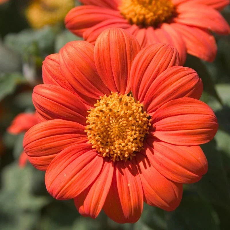 Mexican Sunflower Seeds - Orange Tithonia rotundifolia - Attract Butterflies with Daisy-Like Bright Orange Blooms