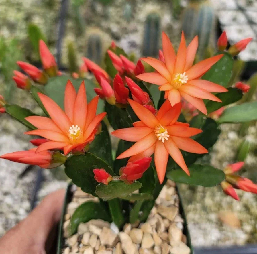 Orange Easter Cactus Live Plant - 3" Pot - Schlumbergera gaertneri - Spring Cactus