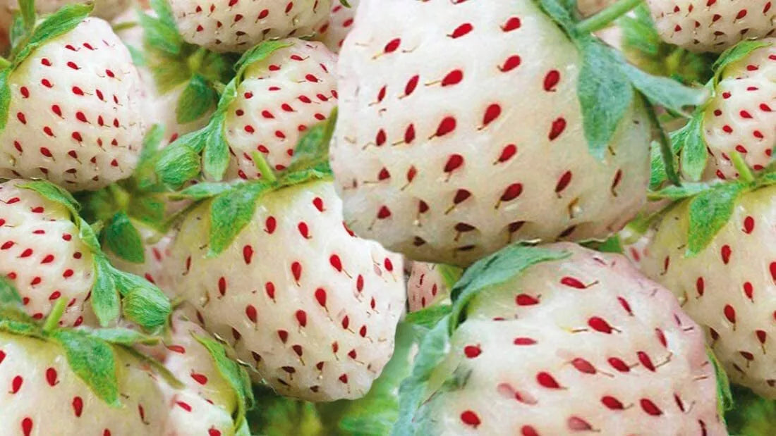 White Strawberry Seeds - 200+ Non-GMO White Pineberry Seeds - Made in USA