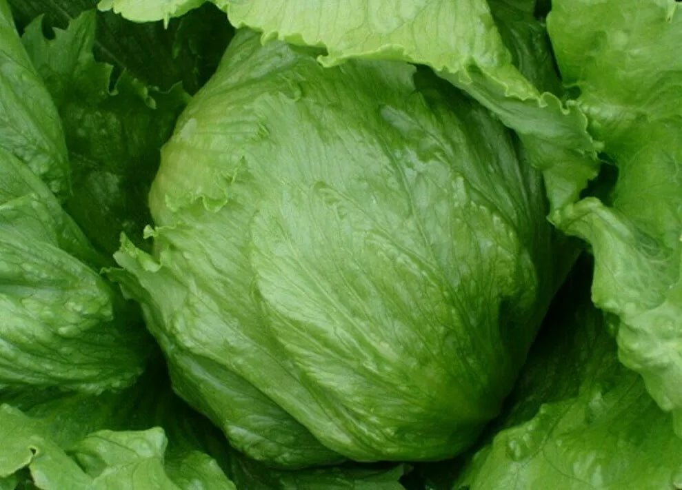 Iceberg Lettuce Seeds - 1000+ Head Variety, Lactuca sativa, Crisp Green Leaf, Vegetable Garden Salad Seeds