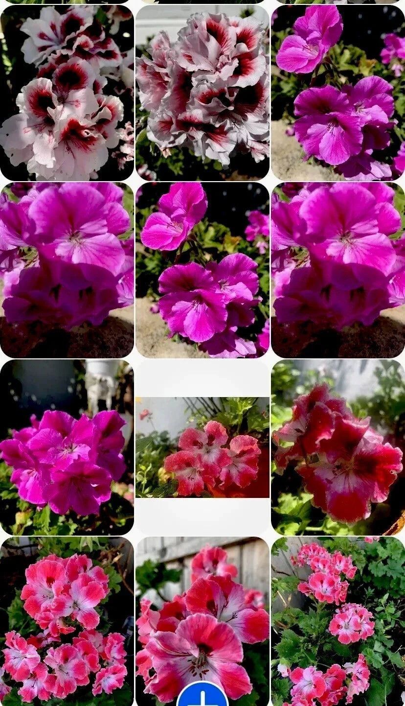 Live Geranium Plants Set of 3, Perennial Pelargonium spp., 8-Inch Tall, Garden Border or Container Plants