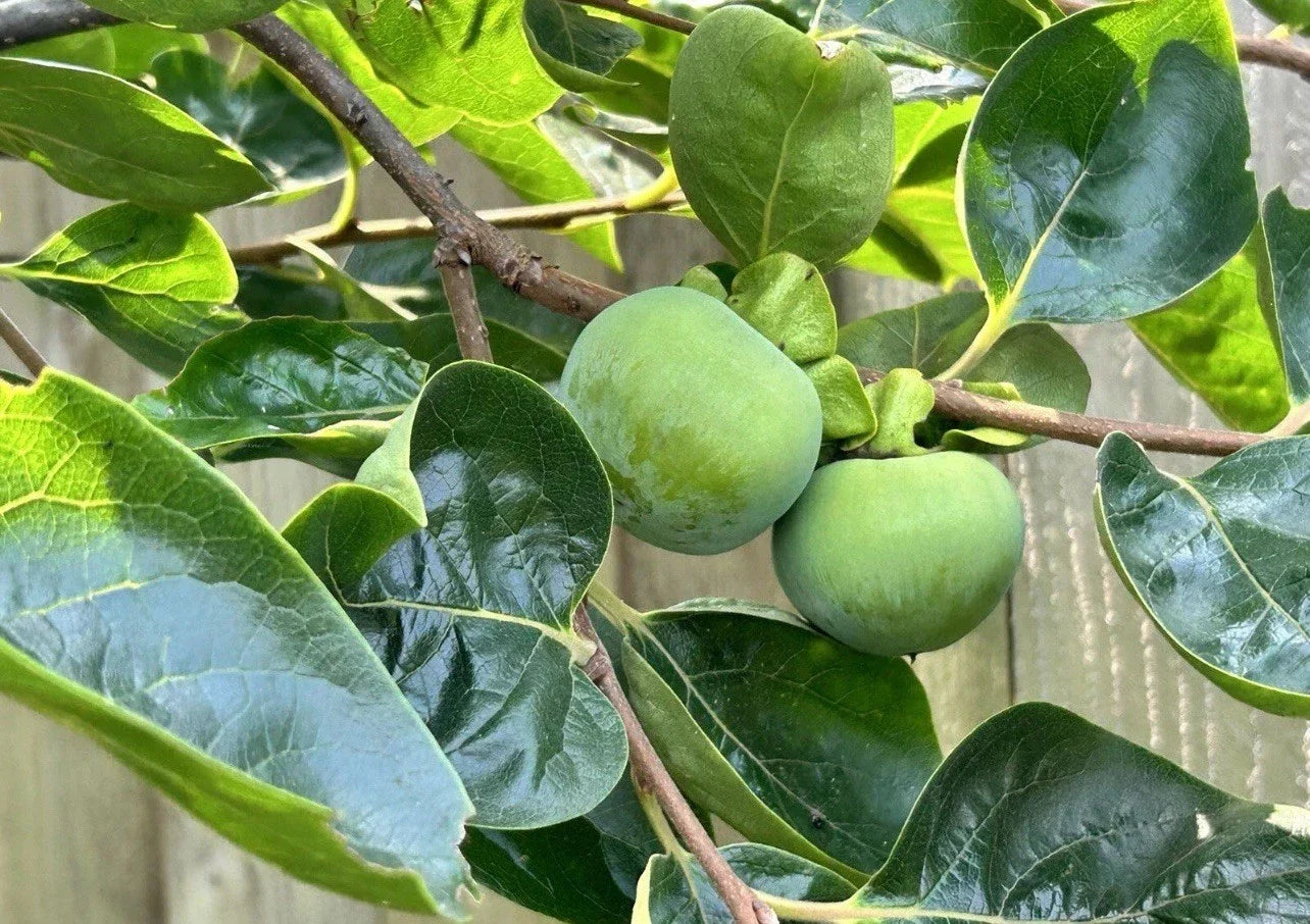 Japanese Fuyu Persimmon Tree Scions - 6-8 Inch Grafting Cuttings - Diospyros kaki Fruit Tree for Rooting & Propagation