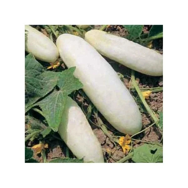Heirloom Cucumber Seeds - White Wonder Variety - Cucumis sativus - Non-GMO, Open-Pollinated, Fresh Eating & Pickling
