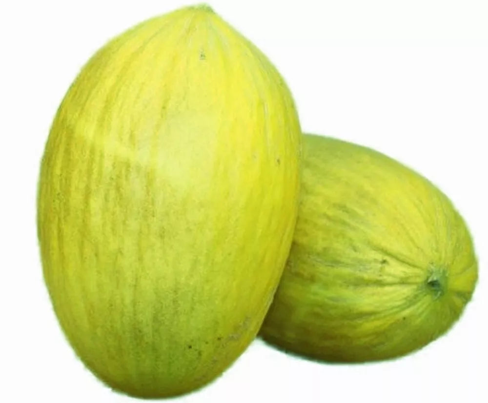 Amarillo Oro Melon Seeds, Non-GMO Heirloom, Juicy Yellow Melon Seeds, Cucumis melo, Garden Seeds for Warm Climates