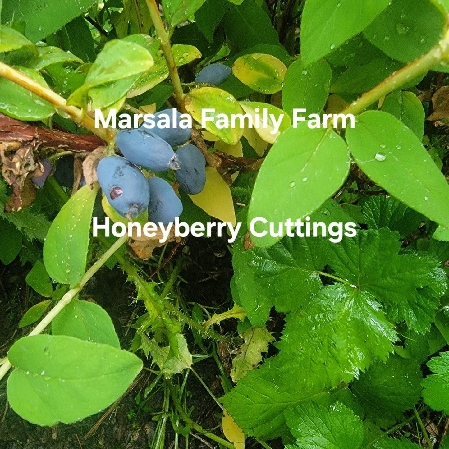 Honeyberry Cuttings 8 pcs 4-8" Lonicera caerulea Blue Moose Boreal Berry Blue Giant