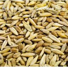 Cat Grass Mix Seeds - 300+ Red Wheat, Barley, Oats & Cereal Rye - Pet Safe Plant for Cats, Indoor Gardening