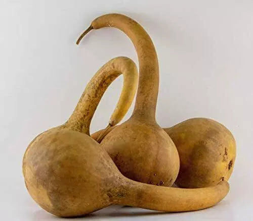 Dipper Gourd Seeds 5 Pack Non-GMO Heirloom Lagenaria siceraria for Crafting & Cooking