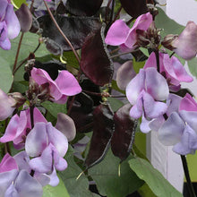 Hyacinth Bean Seeds - 5 Pack, Ruby Moon Variety, Lablab purpureus