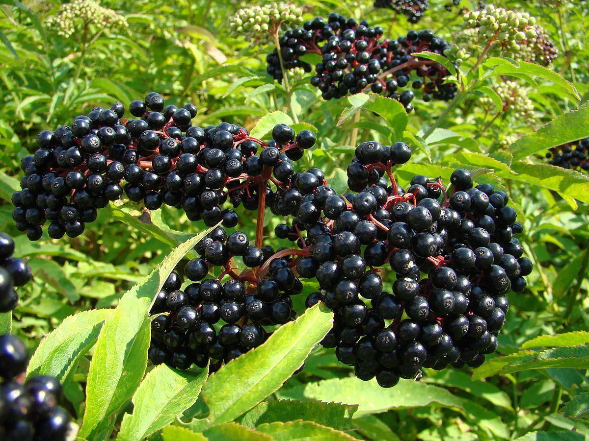 Black Elderberry Seeds 100 Pack | Organic Sambucus nigra for Garden & Landscaping