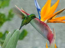 20in Organic Bird of Paradise Plant, Orange Flower, Live Strelitzia, USA Grown