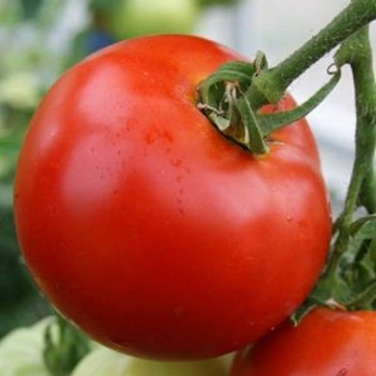 Abe Lincoln Tomato Seeds - Heirloom, Large Round, Non-GMO, Organic Gardening, Solanum lycopersicum, 30 Seeds