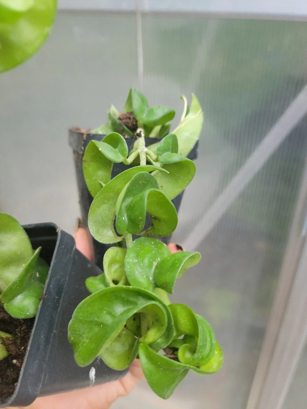Hoya Hindu Rope Plant - 4" Pot, Variegated Wax Plant, Hoya carnosa 'Compacta' Indoor Trailing Houseplant