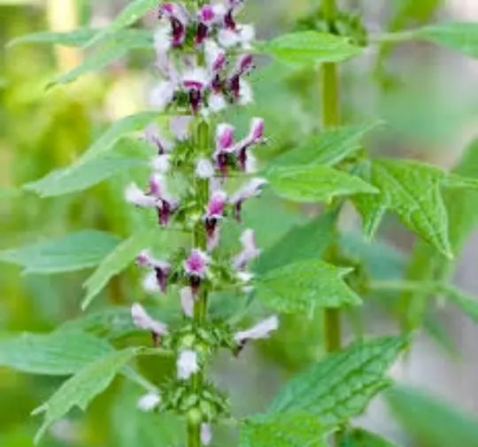 Motherwort Seeds 100 Pack, Leonurus Cardiaca, Medicinal Herb for Herbal Remedies, TCM, Perennial Plant