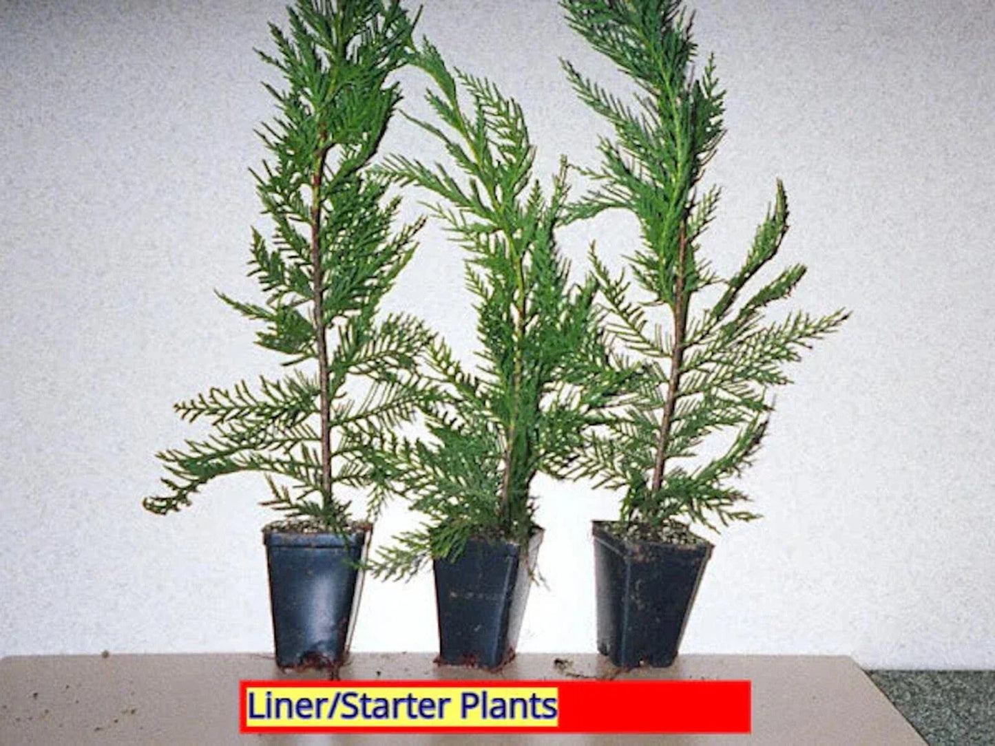 Leyland Cypress Tree Starter Plant - 20 Bare Root Evergreen Conifer, Fast Growing Cupressocyparis leylandii, Hedge Plant 20-30 ft