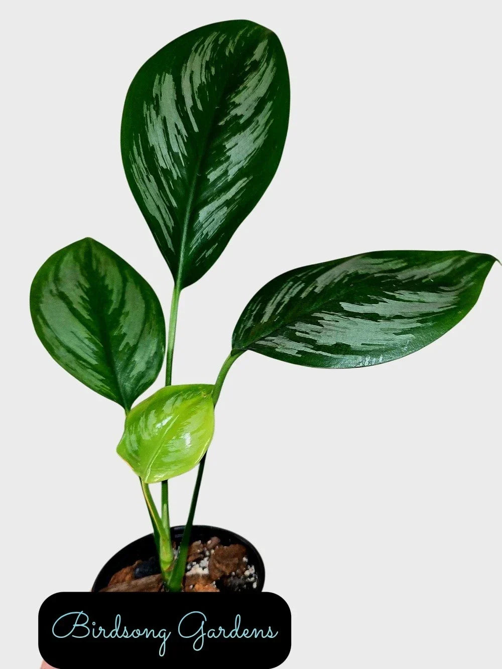 Scindapsus Officinalis Plant in 4" Pot – Rare Indoor Houseplant with Variegated Leaves, Climbing or Trailing, Easy Care