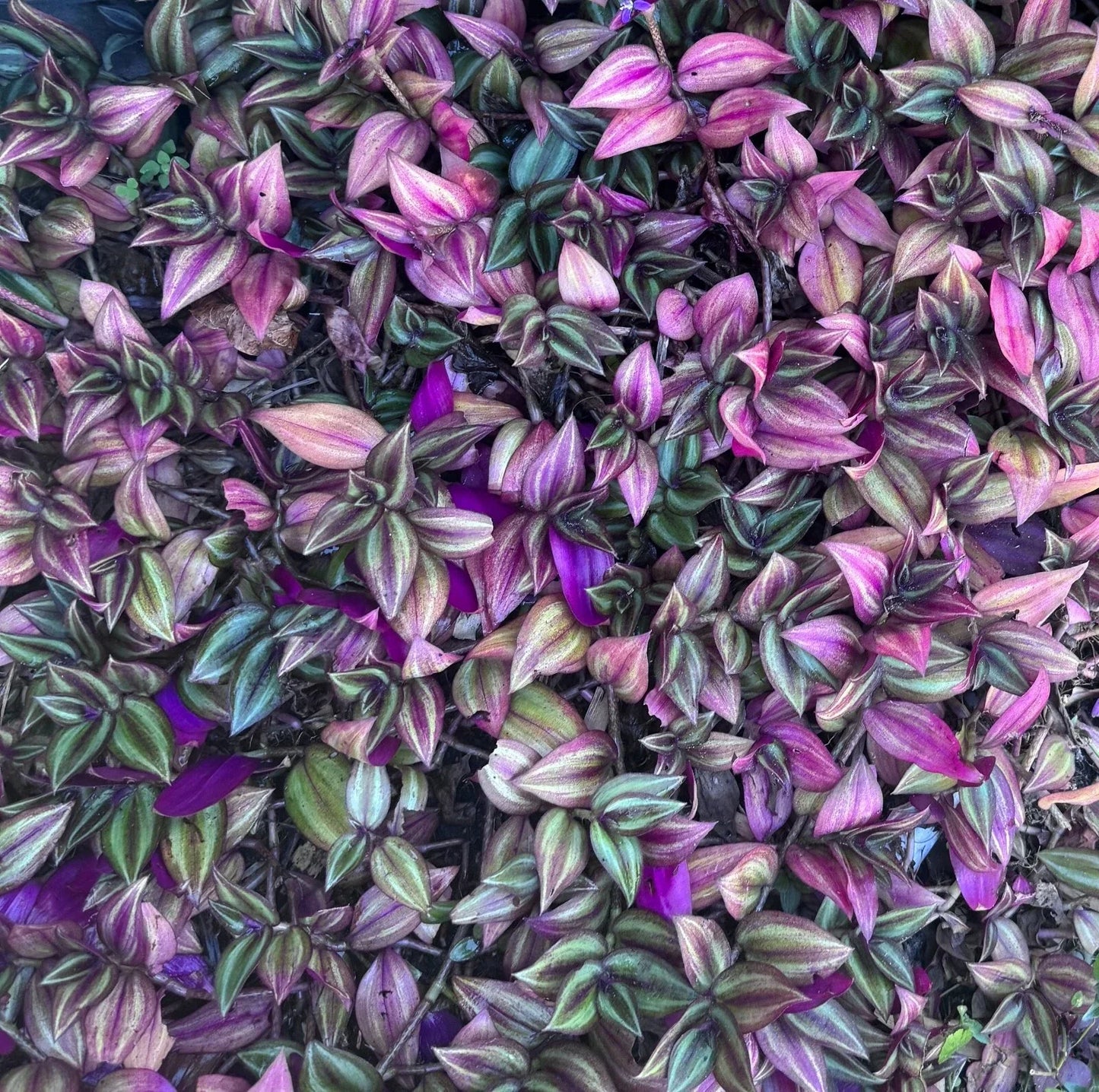 Tradescantia Zebrina Cuttings Bundle of 5 | Wandering Jew Houseplant | Purple Silver Foliage | Easy Care Indoor Plant