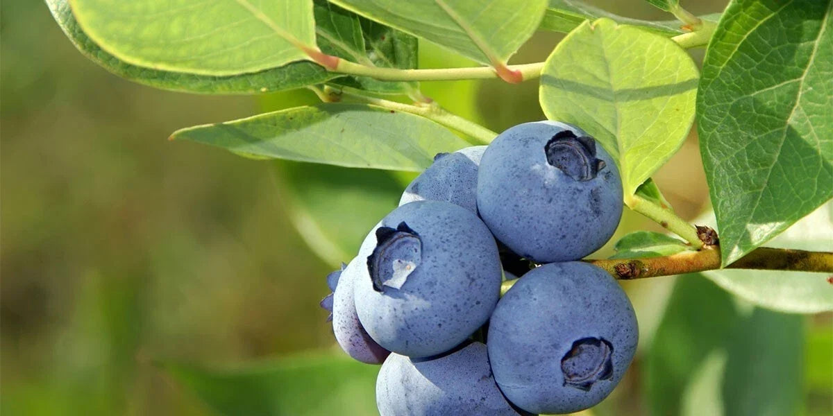 Organic Blueberry Seeds 50 Pack Vaccinium Cyanococcus Perennial Fruit for Home Garden and Container Growing