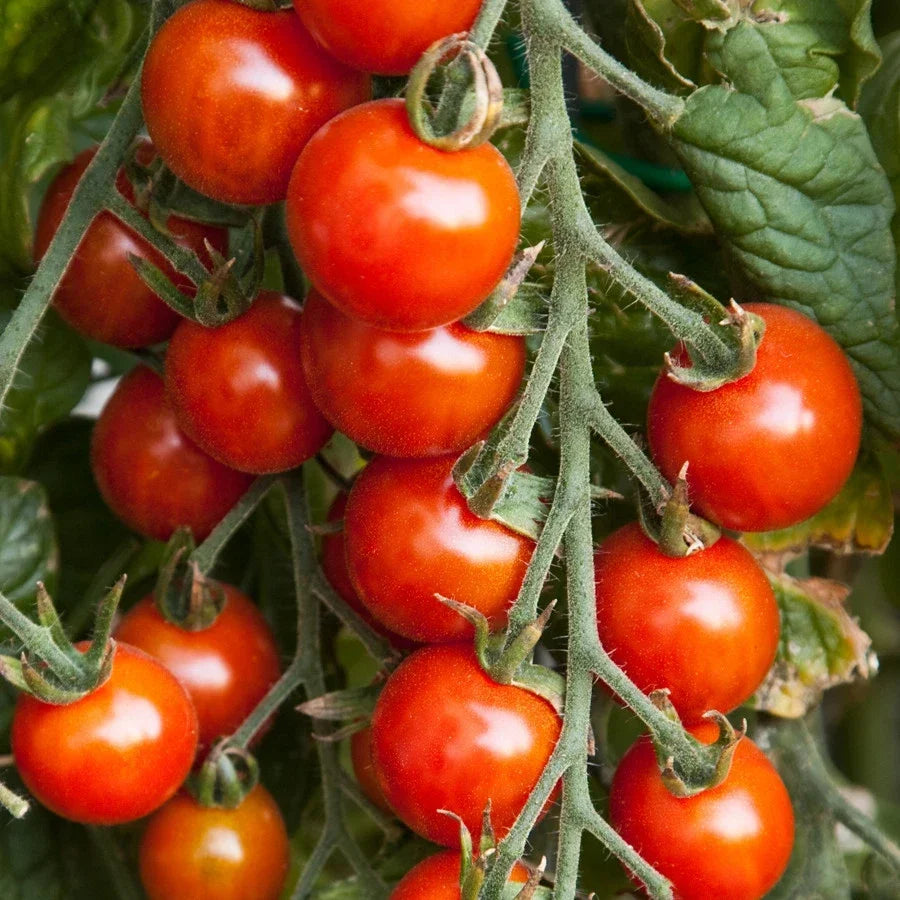 Small Red Cherry Tomato Seeds - NON-GMO, Garden Salad Variety, Lycopersicon esculentum, Compact Growth, Free Shipping