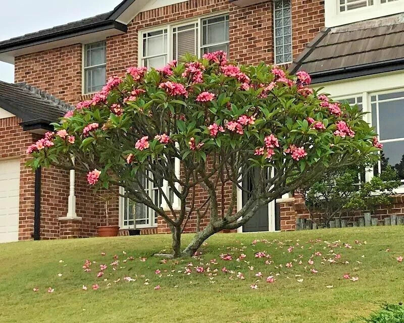 Mexican Red Plumeria Seeds - Tropical Frangipani Flower (P. rubra) for Garden and Landscape