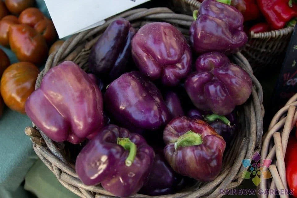 25+ Merlot F1 Sweet Pepper Seeds - Non-GMO Capsicum annuum for Garden Planting