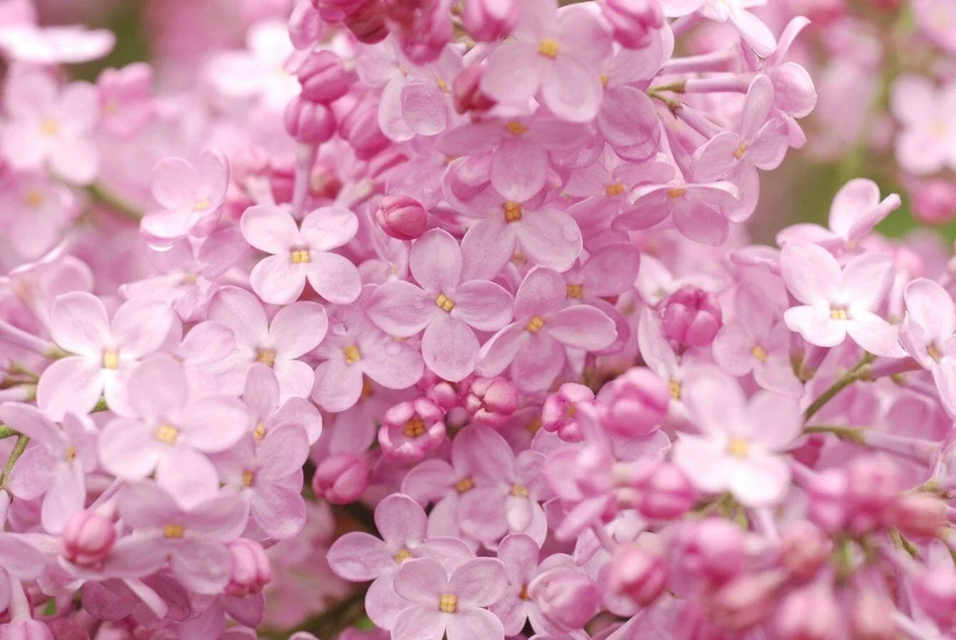 Blush Lilac Seeds - 25 Pack - Fragrant Perennial Flower - Syringa vulgaris - Easy to Grow, Butterfly Attracting, US Seller