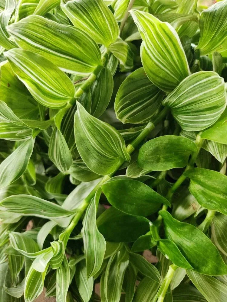 Tradescantia Sanna 'White Zebra' Plant - 4" Pot, Variegated Foliage, Albiflora Albovitta, Indoor & Outdoor Trailing Houseplant