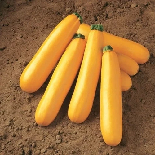Golden Zucchini Seeds - Heirloom Cucurbita pepo Vegetable Seeds for Home Garden & Container Planting