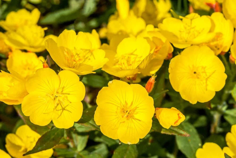 Evening Primrose Seeds 500 Pack - Oenothera biennis - Yellow Flowering Perennial Seeds for Planting