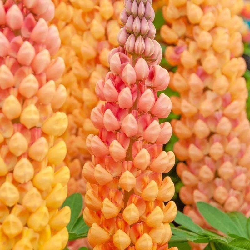 Salmon Star Lupine Seeds - Perennial Flower Seeds - Hardy Lupinus nootkatensis - Full Sun, Summer Bloom, 25 Seeds