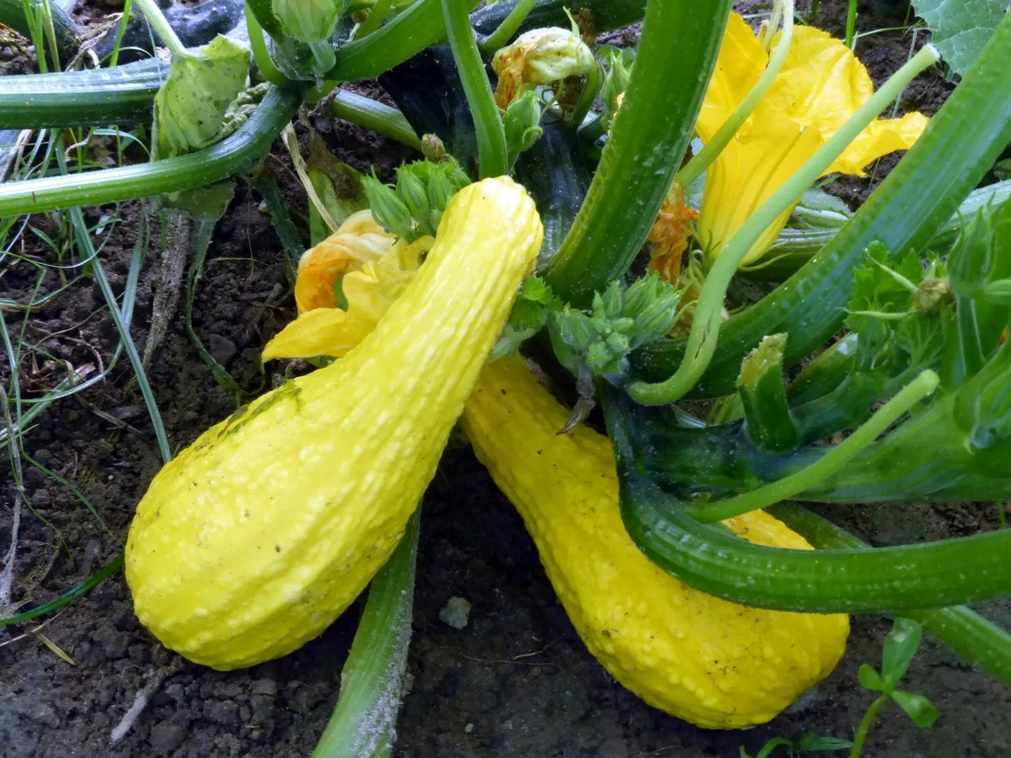 Yellow Crookneck Squash Seeds 1 LB Non-GMO Heirloom Cucurbita pepo for Home Garden