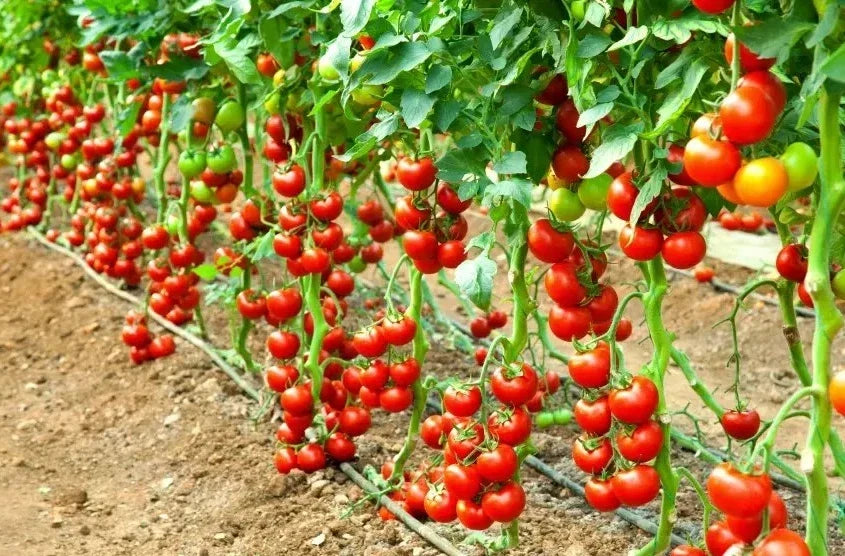 Early Cascade Tomato Seeds - Heirloom Organic Non-GMO, 30+ Premium Seeds for Home Gardening & Container Growing, Solanum lycopersicum