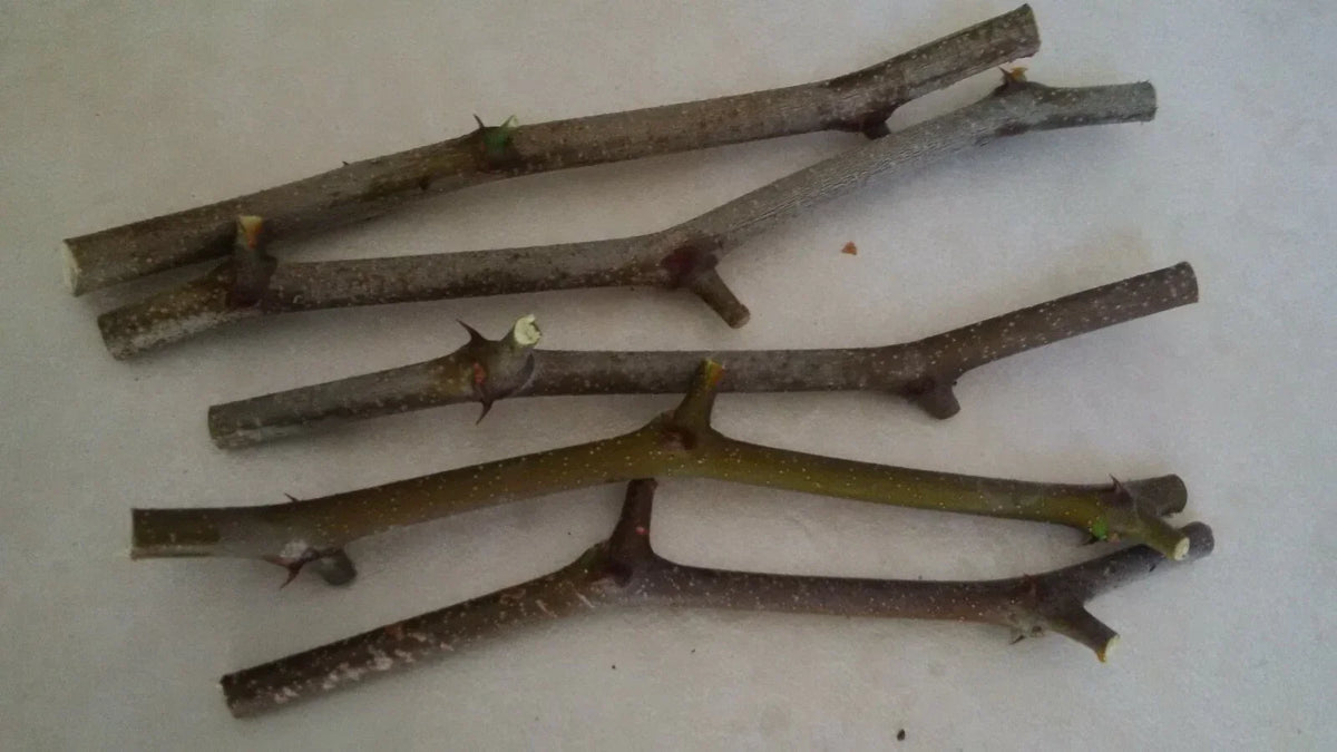 Jujube Tree Cuttings 5 Pcs Georgia 866 & Lang Ziziphus jujuba Chinese Date Propagation