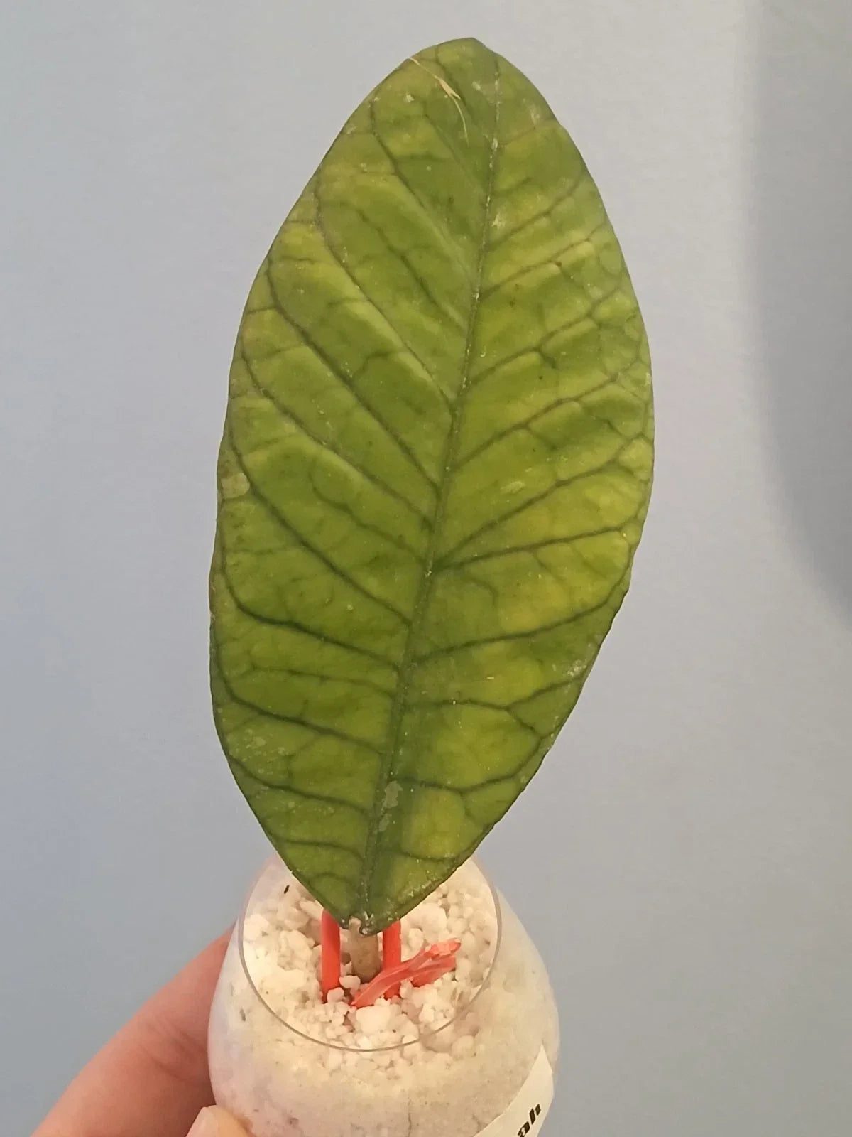 Hoya Sabah Cutting | Tropical Houseplant | Fragrant Waxy Leaves | Hoya carnosa 'Sabah'