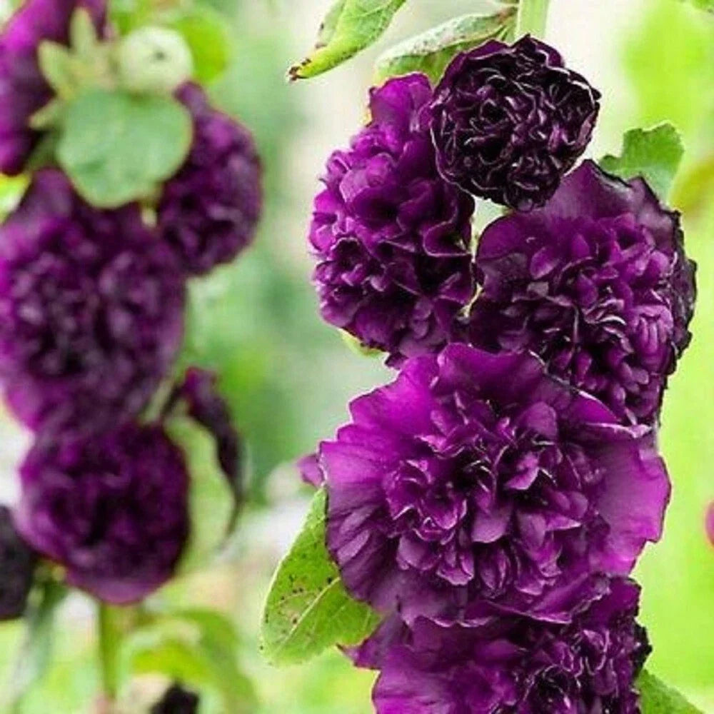 25 Double Dark Purple Hollyhock Seeds - Perennial Flower Seeds - Alcea rosea - Vibrant Deep Purple Blooms