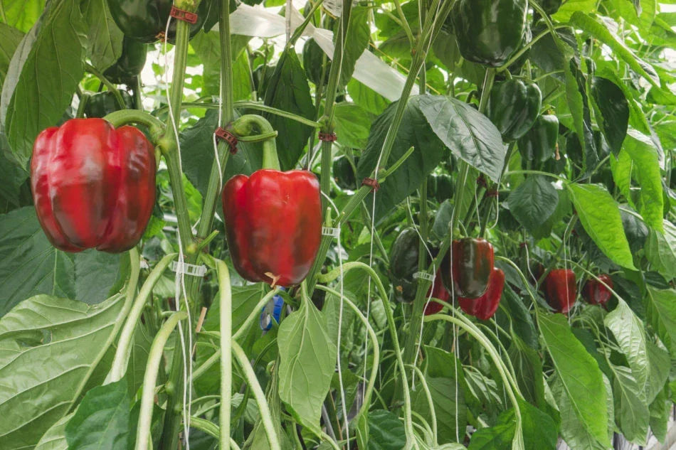 Sweet Red Girl Bell Pepper Seeds - 500 Count - Capsicum annuum - Non-GMO Heirloom