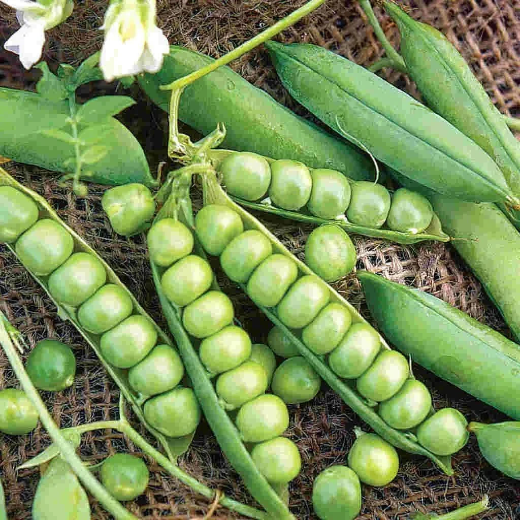 Little Marvel Garden Pea Seeds - Compact Semi-Dwarf Shelling Variety, NON-GMO Pisum sativum for Container Gardening and Small Spaces