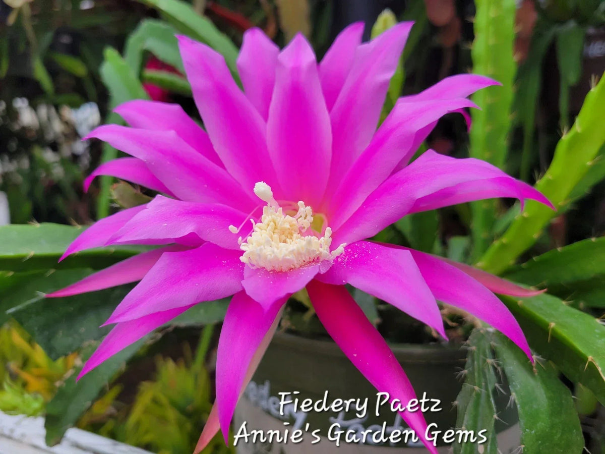 Epiphyllum Fiedery Paetz Unrooted Cuttings - 8-10 Inch Exotic Flowering Cactus for Indoor Gardening