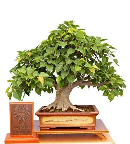 Sacred Fig Bonsai Tree Seeds - 25+ Ficus Religiosa Seeds for Indoor & Outdoor Bonsai