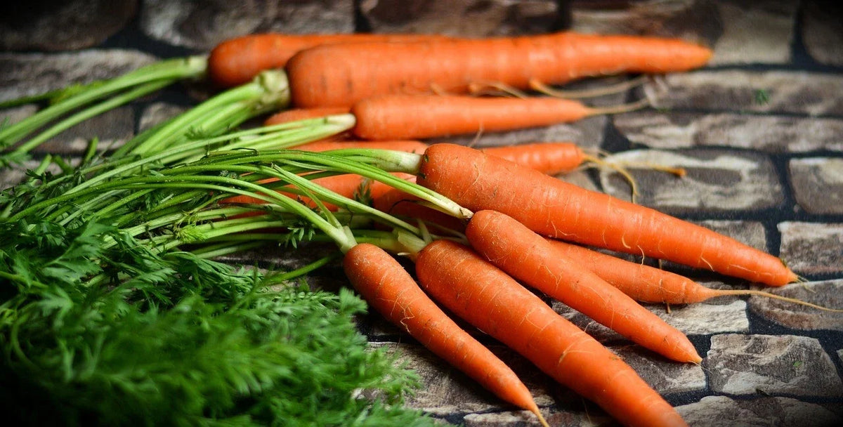 Tendersweet Gourmet Carrot Seeds - 1,500 Pack, Sweet Flavor, Daucus carota, Root Vegetable, Full Sun, Bulk Seeds